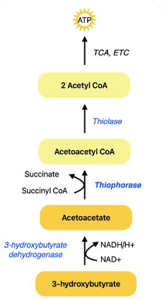 <p><strong>● Ketone bodies (acetoacetate, 3-hydroxybutyrate) converted back into acetyl-CoA in muscles and brain</strong></p><p><br><strong>● Key Enzymes</strong><br><strong>○ 3-hydroxybutyrate dehydrogenase:</strong> converts 3-hydroxybutyrate<br>to acetoacetate<br><strong>○ Thiophorase: </strong>converts acetoacetate to acetoacetyl-CoA<br>■ Also called: succinyl CoA:acetoacetate CoA transferase<br>■ Liver lacks thiophorase, which ensures ketones are only utilized by extrahepatic tissues<br>○ Acetoacetyl-CoA converted to 2 acetyl-CoA molecules for ATP production</p>