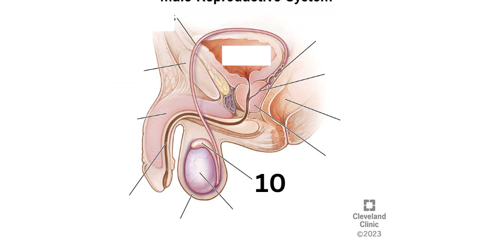 <p>Identity this male reproductive system (marked with 10)</p>