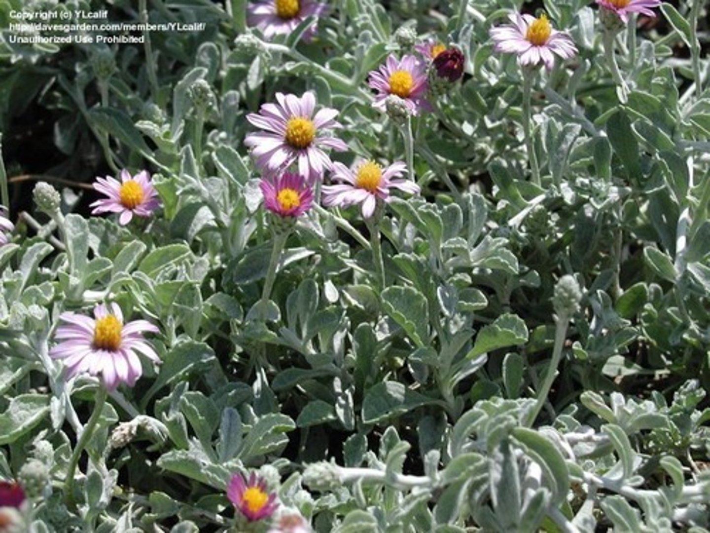 <p>California Aster</p>