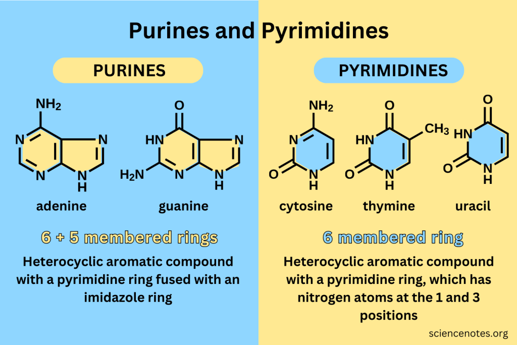<p>Pyrimidine</p>