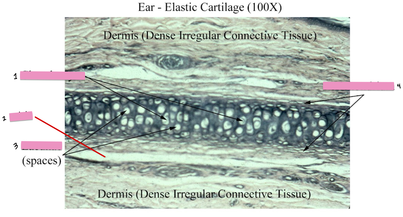 <p>(1) Elastic cartilage connective tissue cellular characteristics</p>