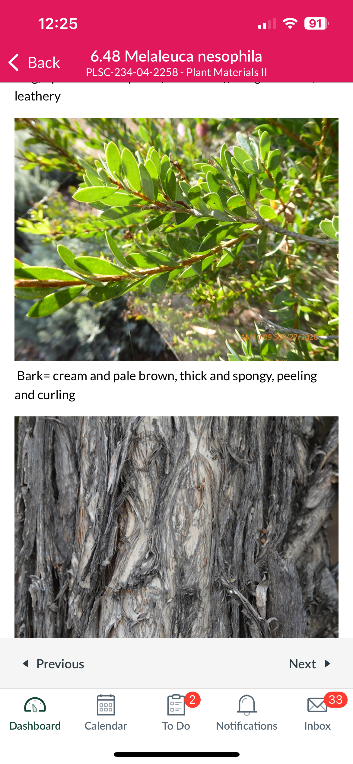 <p>Melaleuca nesophila</p>