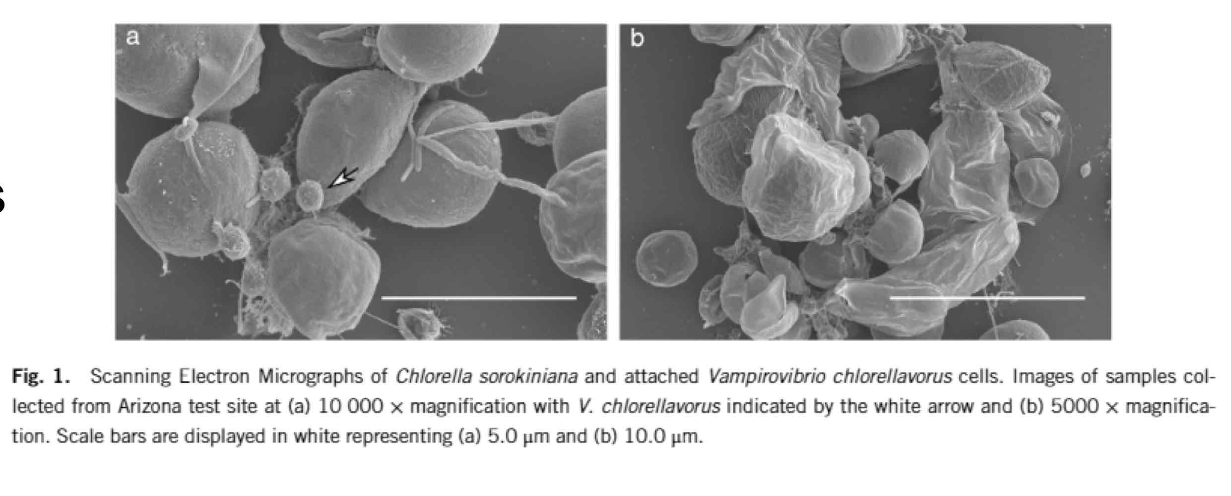 <p>No, on and post-2020. There is a heterotrophic class within <em>Cyanobacteria</em>.</p>