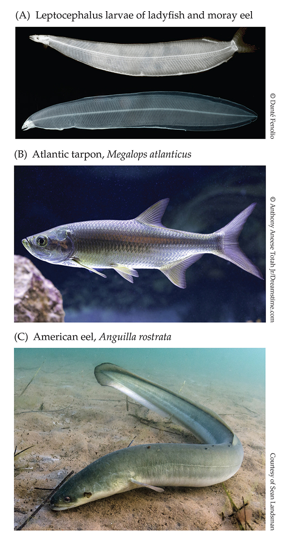 <p>Clade made of tarpons, <strong>true eels</strong>, bonefish, ladyfish</p>