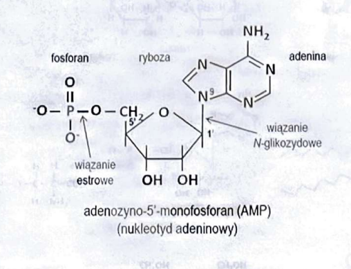 <p>estrowym i glikozydowym</p>