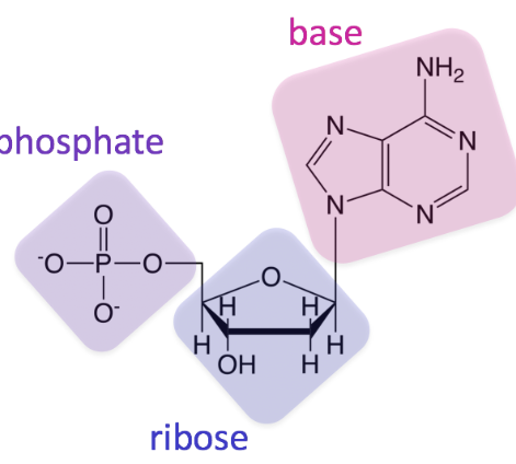 <p>What macro molecule is this?</p>