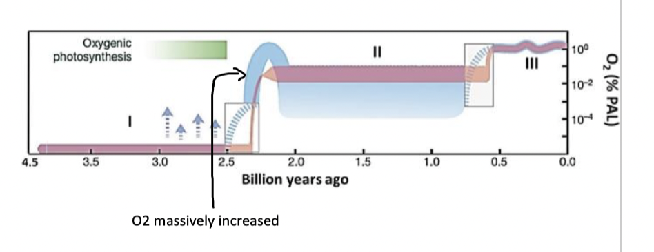 <p>A major event that occurred approximately 2.4 to 2 billion years ago, marking the accumulation of oxygen in the atmosphere.</p><ul><li><p>anaerobic organisms had to adapt to aerobic conditions</p></li><li><p>see expansion and diversification of life from simple prokaryote bacteria to more complex life with membrane and nucleus </p></li></ul><p></p>