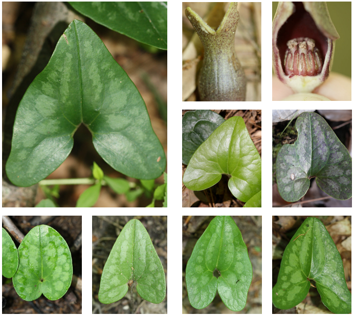 <p>Arrowleaf-ginger</p>