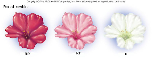 <p>homozygous phenotypes stay the same, heterozygous changes, heterozygous phenotype is a BLEND of the two homozygous phenotypes, example red flower, white flower, makes pink flower (showed with two capital letters SS, SC, CC)</p>