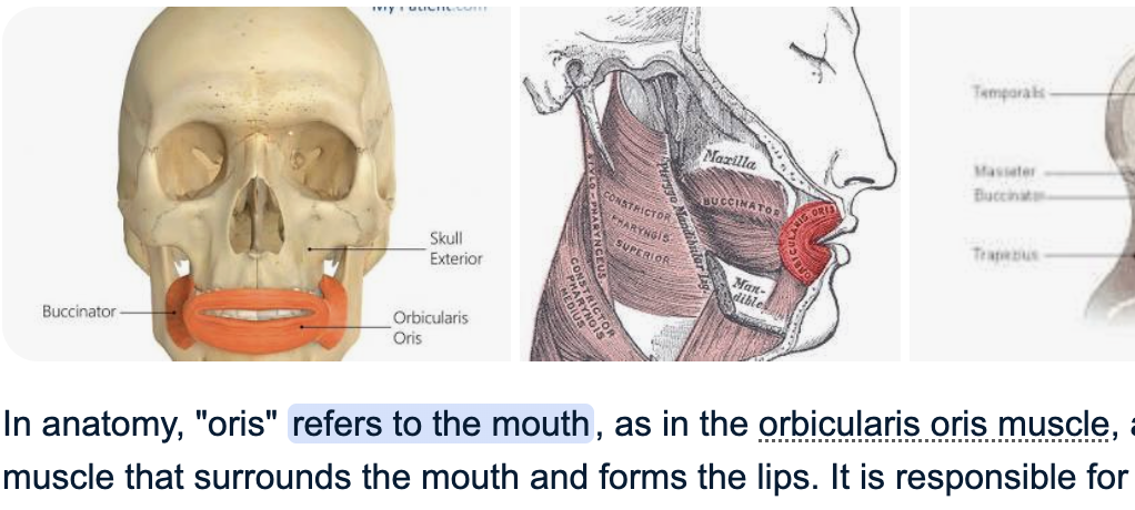 <p>lips bind the oral fissure (mouth)</p><p></p><p>Innervated by sensory fibers, hence sensitive tactile organs</p><p></p><p>Labial glands</p><p>Appearance and mobility present species difference</p><p></p><p>Diet and feeding habits determine this</p><p></p><p> </p><p>Horse, sheep, and dog are soft and flexible; Cow, pigs are stiff and less mobile </p>