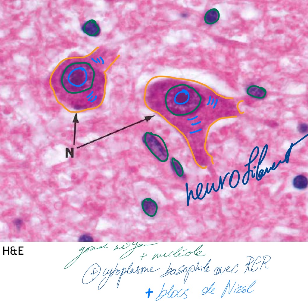 <p>MO, paraffine, H&amp;E</p><p>Neurone</p><ul><li><p>grand noyau avec nucléole</p></li><li><p>Cytoplasme basophile + beaucoup de RER = blocs de Nissl</p></li><li><p>Neurofilament (prolongement) </p></li></ul>