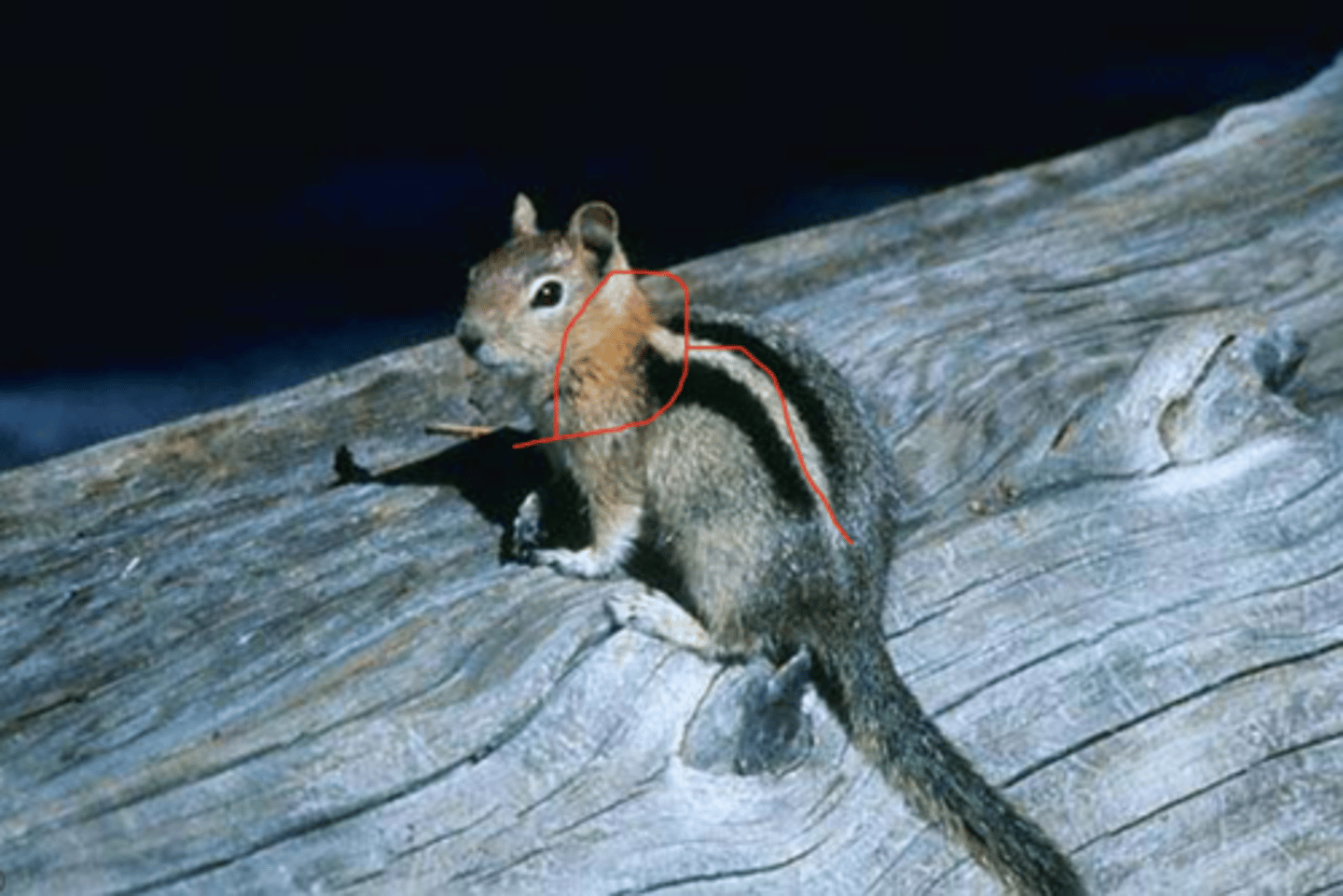 knowt flashcard image