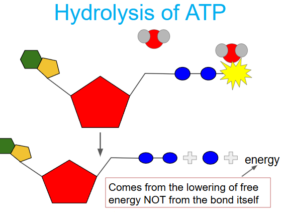 <p>organisms obtain energy by breaking the bond between the 2nd and 3rd phosphate in a hydrolysis reaction (addition of water)</p><p>energy come from lowering (-delta G) of free energy, not phosphate bonds (more pieces, greater entropy, -delta G)</p>