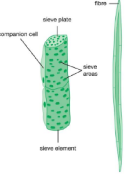 <p><span>It transports organic compounds from the site of the photosynthesis to other parts of the plants&nbsp;</span></p>