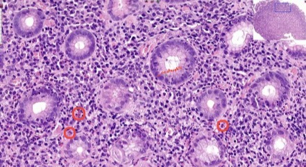 <p>A- identify</p><p>B- describe</p><p>C- identify the marked structure</p>