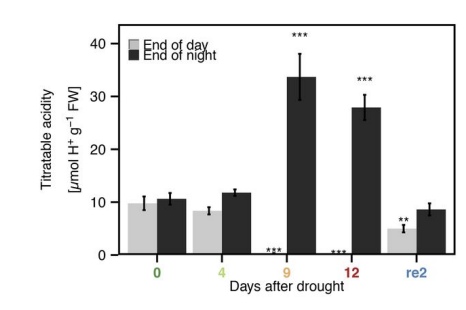 <ol><li><p>Drought</p></li><li><p>Increase in night-time acid storage→ CAM</p></li></ol><p></p>