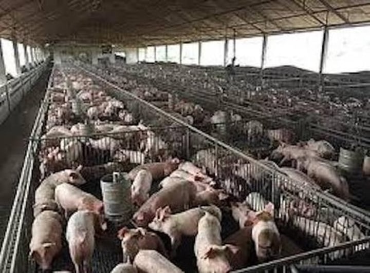 <p>Large scale production of crops and livestock for sale</p>