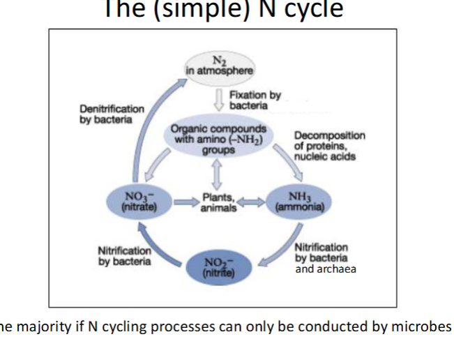 <p>N<sub>2</sub> in atmosphere is fixed by bacteria where it’s used in organic compounds with amino groups (-NH<sub>2</sub>) in plants or animals. or decomposition of proteins into ammonia or converted into nitrate. the ammonia and nitrate go to plans. ammonia also goes through nitrification by bacteria and archaea to become nitrite which is nitrified into nitrate and nitrate goes through denitrification by bacteria into N2 in the atmosphere</p>