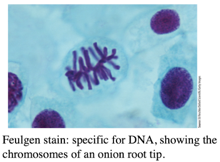 <ul><li><p>requires specimen and background to have different refractive indexes</p></li><li><p>Stains add color and contrast</p></li><li><p>Suitable for tissue slices and non-living cells</p></li></ul><p></p>