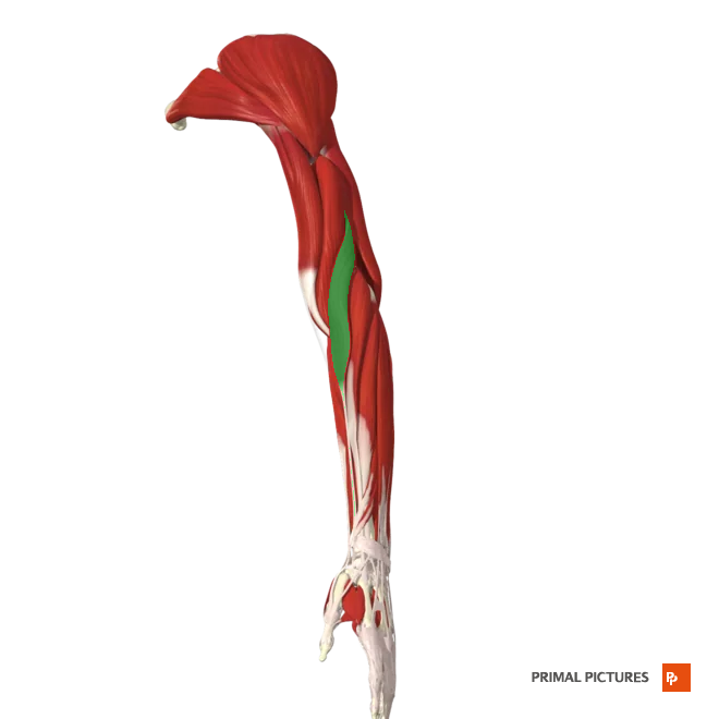 <p>Flexes forearm at the elbow</p><p>Insertion:Styloid process of the radius </p>