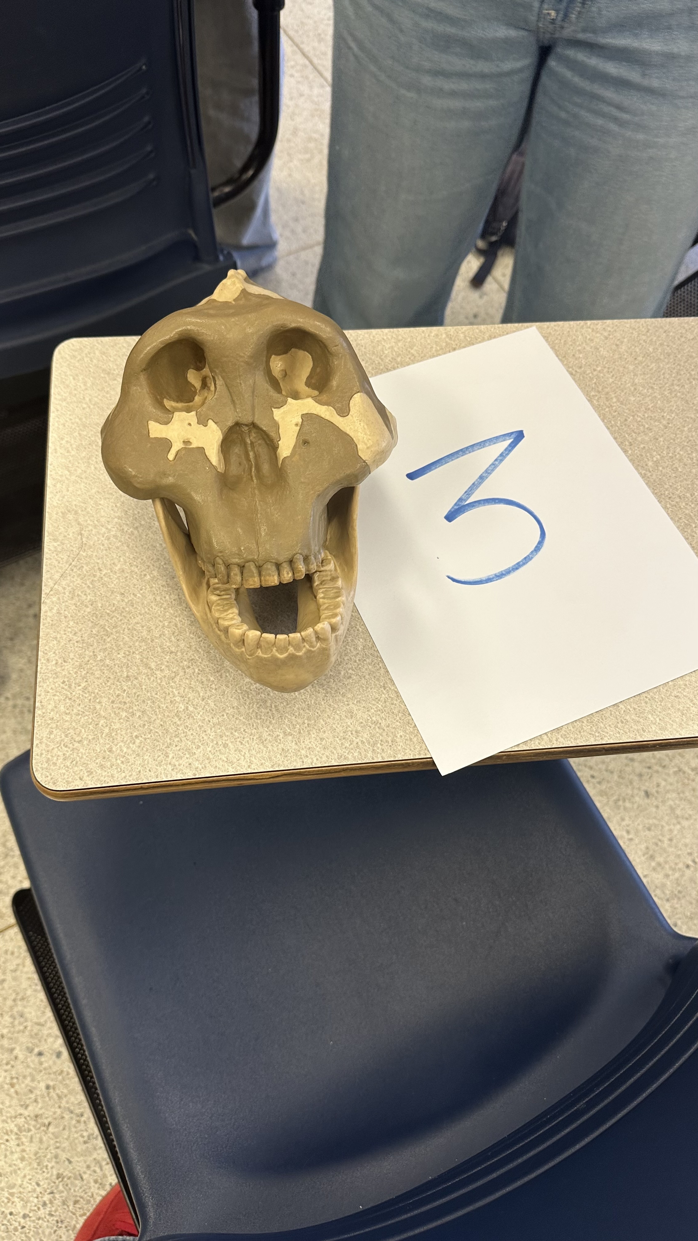 term image