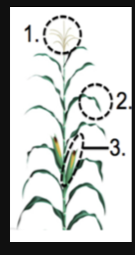<p>Spores are produced at locations 1 and 3</p>