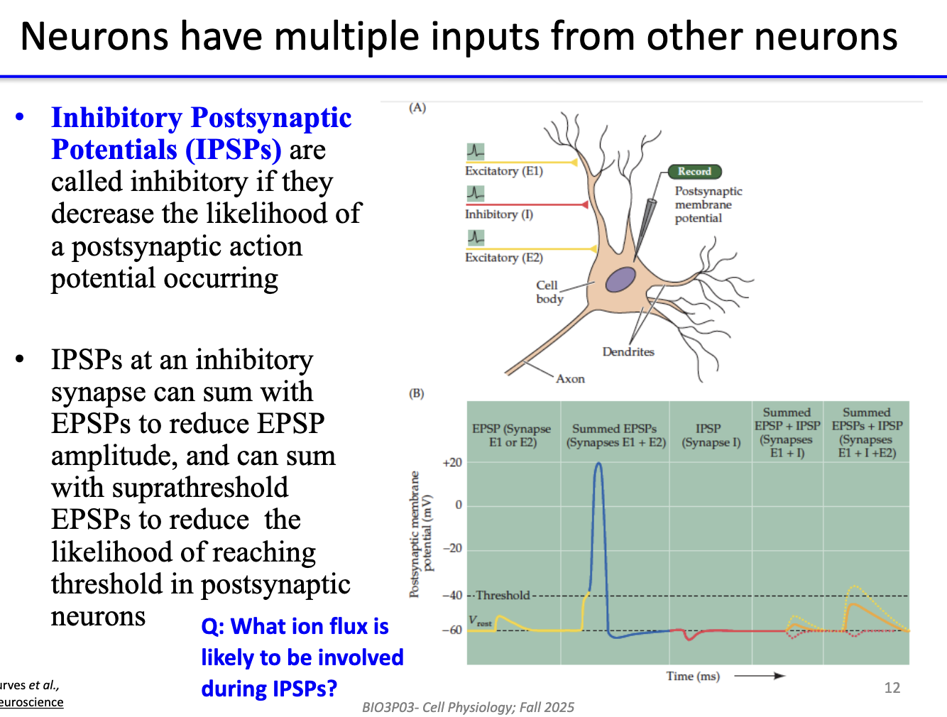 <ul><li><p><strong>IPSPs:</strong> hyperpolarizations that <strong>decrease likelihood</strong> of AP.</p></li><li><p>Can <strong>sum with EPSPs</strong> → reduce EPSP amplitude.</p></li><li><p>Can <strong>reduce probability of reaching threshold</strong>.</p></li><li><p><strong>Ion flux:</strong> likely <strong>Cl⁻ influx</strong> or <strong>K⁺ efflux</strong>.</p></li></ul><p></p>
