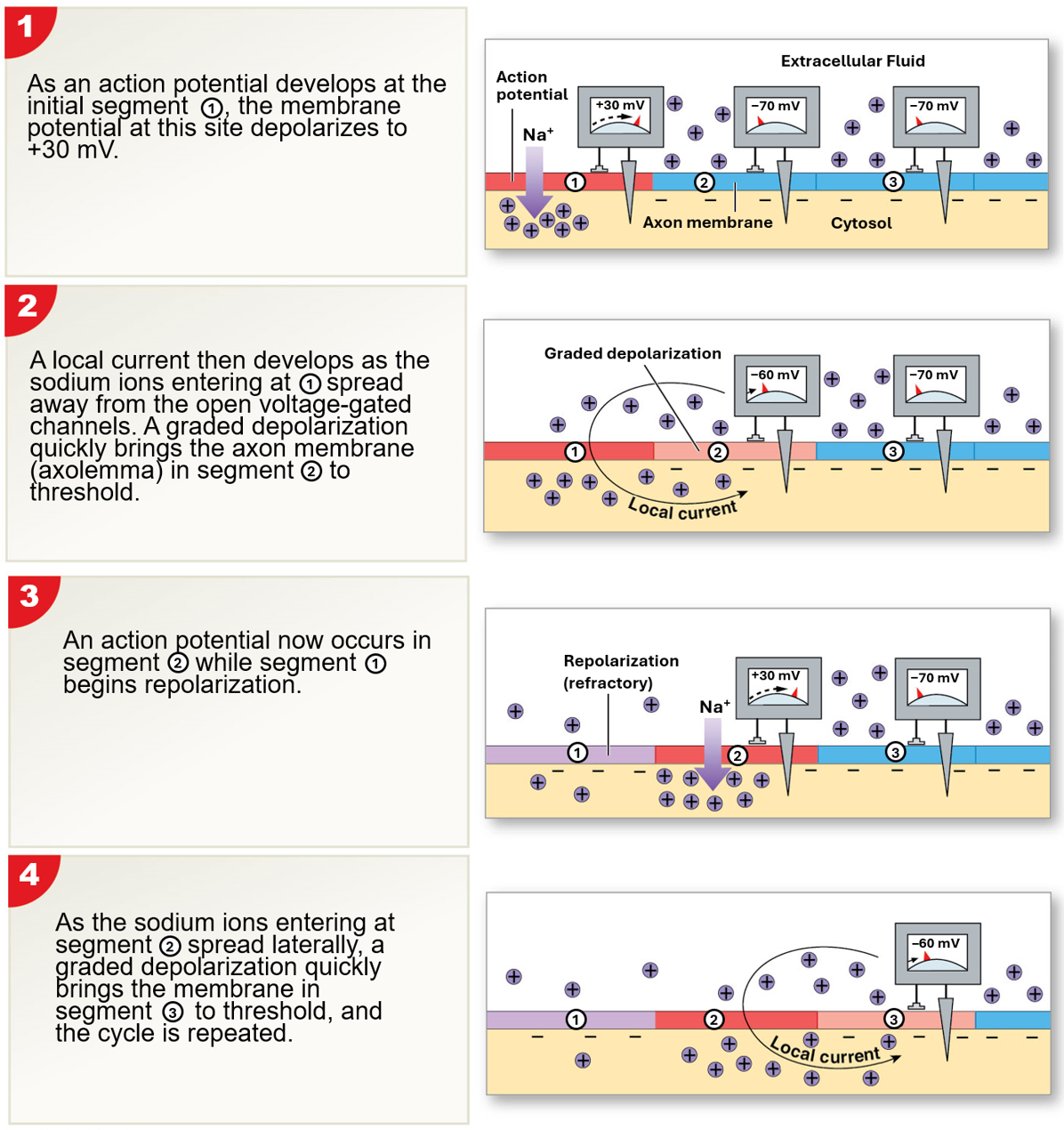 <p>occurs in unmyelanated axons</p><p>affects one segment of an axon at a time</p>