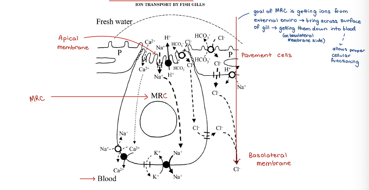 knowt flashcard image