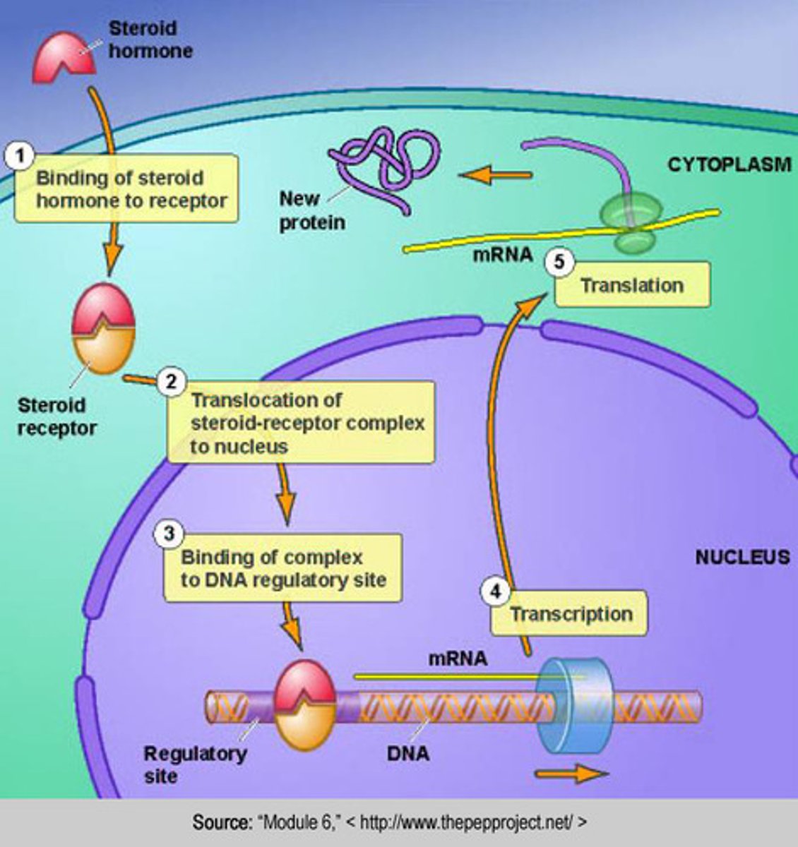 <p>Synthesized from cholesterol (ex. Testosterone and estrogen)</p>
