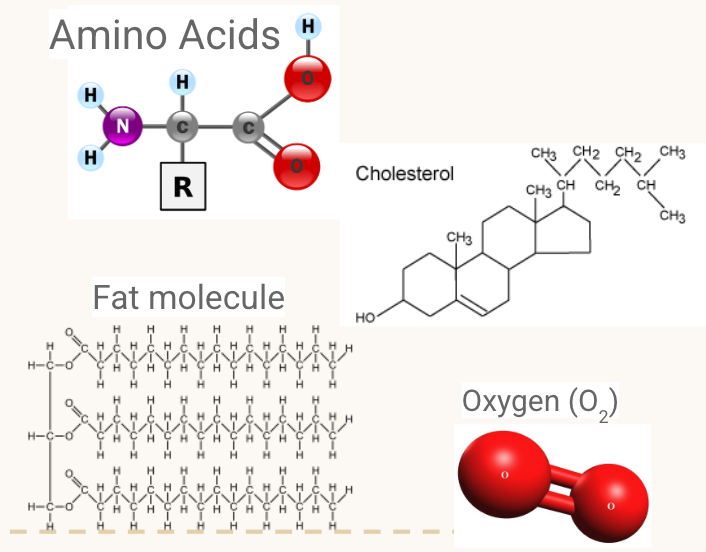 <p><span style="background-color: transparent; font-family: "Open Sans", sans-serif;"><span>Hydrophobic (“water-fearing”) substances are also essential to life. Some examples include:</span></span></p><ul><li><p><span style="background-color: transparent; font-family: "Open Sans", sans-serif;"><strong><em><span>Some amino acids</span></em></strong><span> - Again, depends on the side chain (the R group in the diagram)</span></span></p></li><li><p><span style="background-color: transparent; font-family: "Open Sans", sans-serif;"><strong><em><span>Cholesterol</span></em></strong><span> - Primarily a non-polar hydrocarbon, despite a small O-H end</span></span></p></li><li><p><span style="background-color: transparent; font-family: "Open Sans", sans-serif;"><strong><em><span>Fats</span></em></strong><span> - lipids, phospholipids, steroids</span></span></p></li><li><p><span style="font-family: "Open Sans", sans-serif;"><strong><em><span>Oxygen gas (O</span><sub><span>2</span></sub><span>)</span></em></strong><span> - it’s symmetrical!</span></span></p></li></ul><p></p>