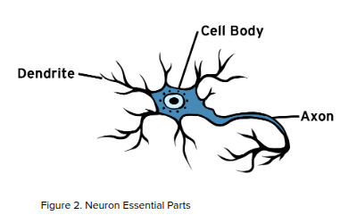 <p>The three essential parts of a neuron are the cell body, dendrites, and axon. These components work together to process and transmit information. </p>