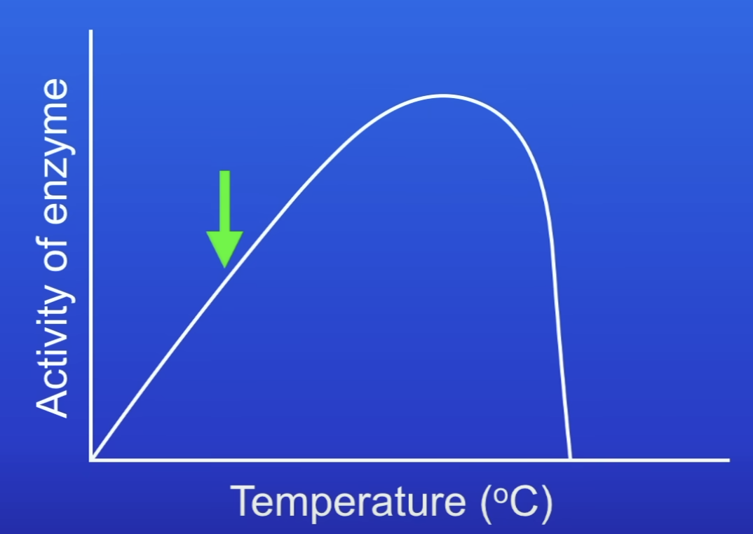 <p><span>Increases (reaction gets faster)</span></p>