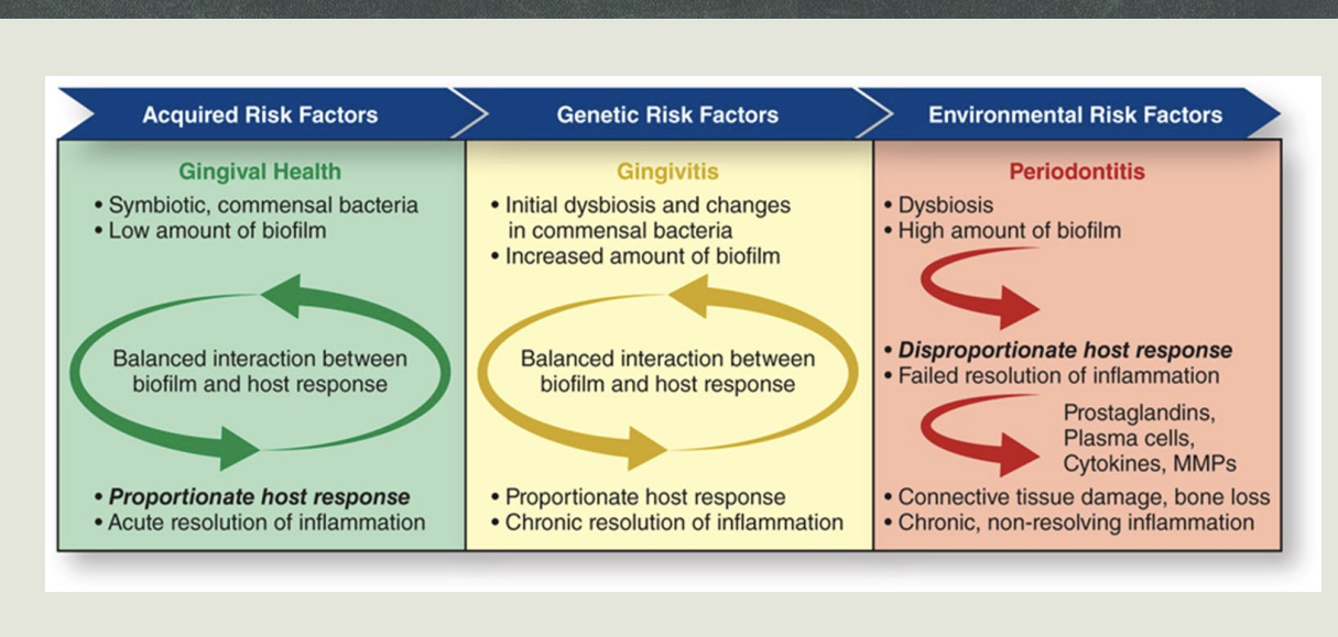 <p>Current Theory of Pathogenesis Image</p>