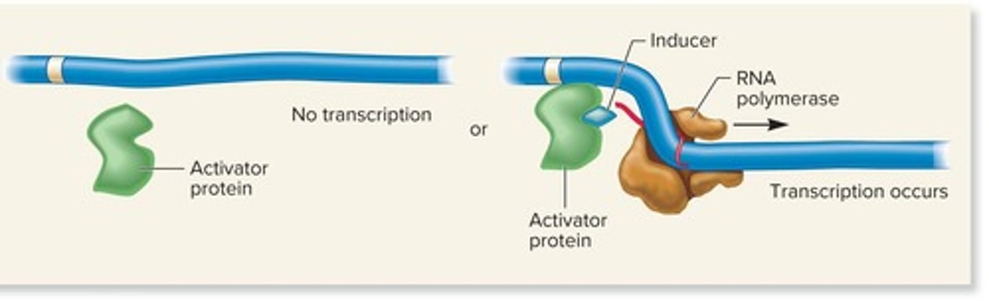 <p>Proteins that bind to DNA and promote transcription.</p>