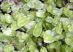 <p>Type of bryophyte with no stomata and slow photosynthesis by CO2 diffusion from atmosphere to cells.</p>