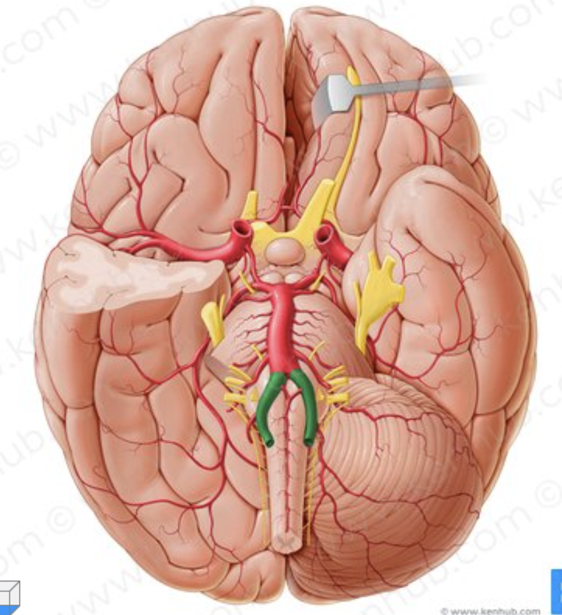 <p>What artery is in green?</p>