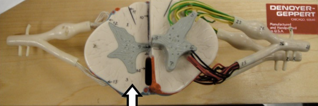 <p>identify the specific region/structure</p>