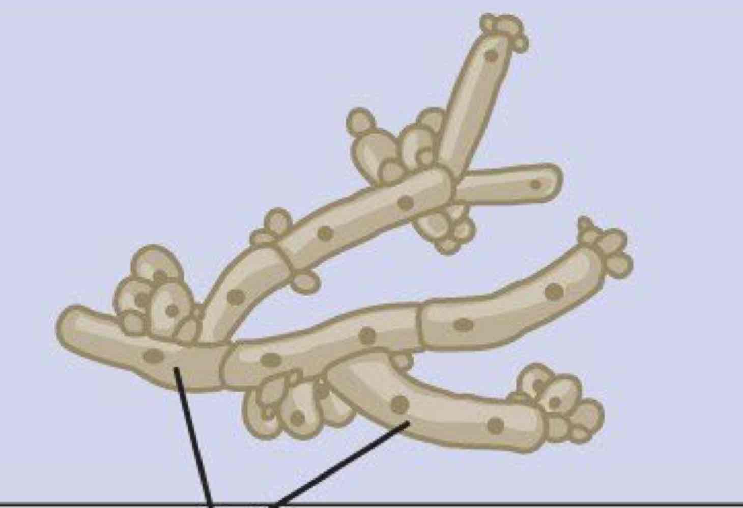<p>Name this hyphae and its structures</p>