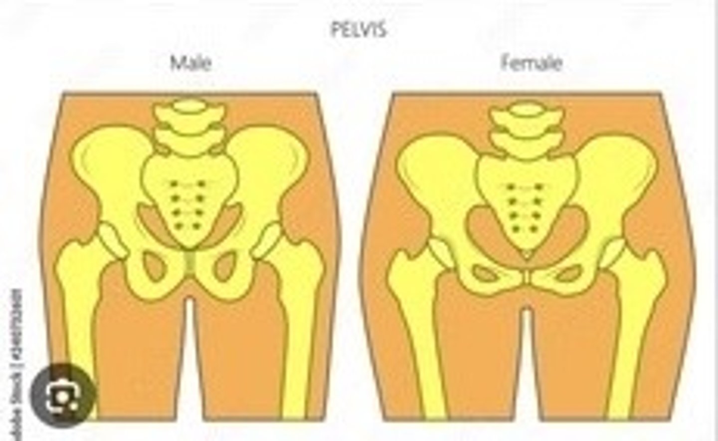 <p>Female pelvis is wider and has a larger inlet.</p>