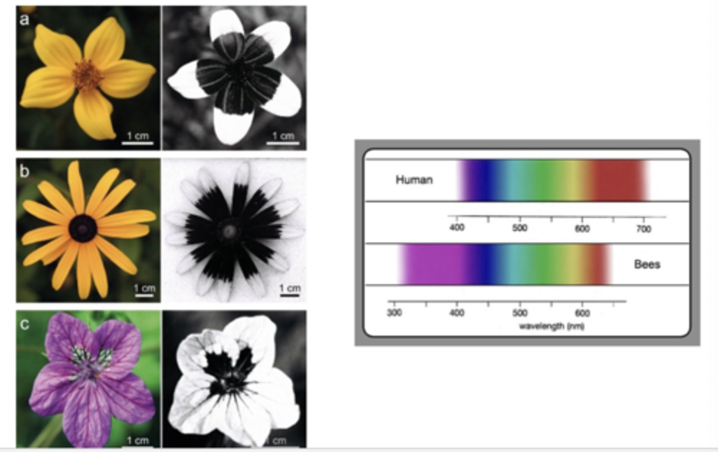 <p>High temperatures affect bee foraging by causing dehydration, increasing the risk of overheating, and reducing activity levels, leading bees to shorten foraging trips, seek cooler areas, or stop foraging altogether</p><p>-bees are attracted to flowers by visual signals which can be outside human color vision; flowers also use sweet scents, specific shapes that provide landing platforms, and visible nectar guides</p><p>~heat impairs bees' sense of smell, disrupting their ability to find flowers</p>