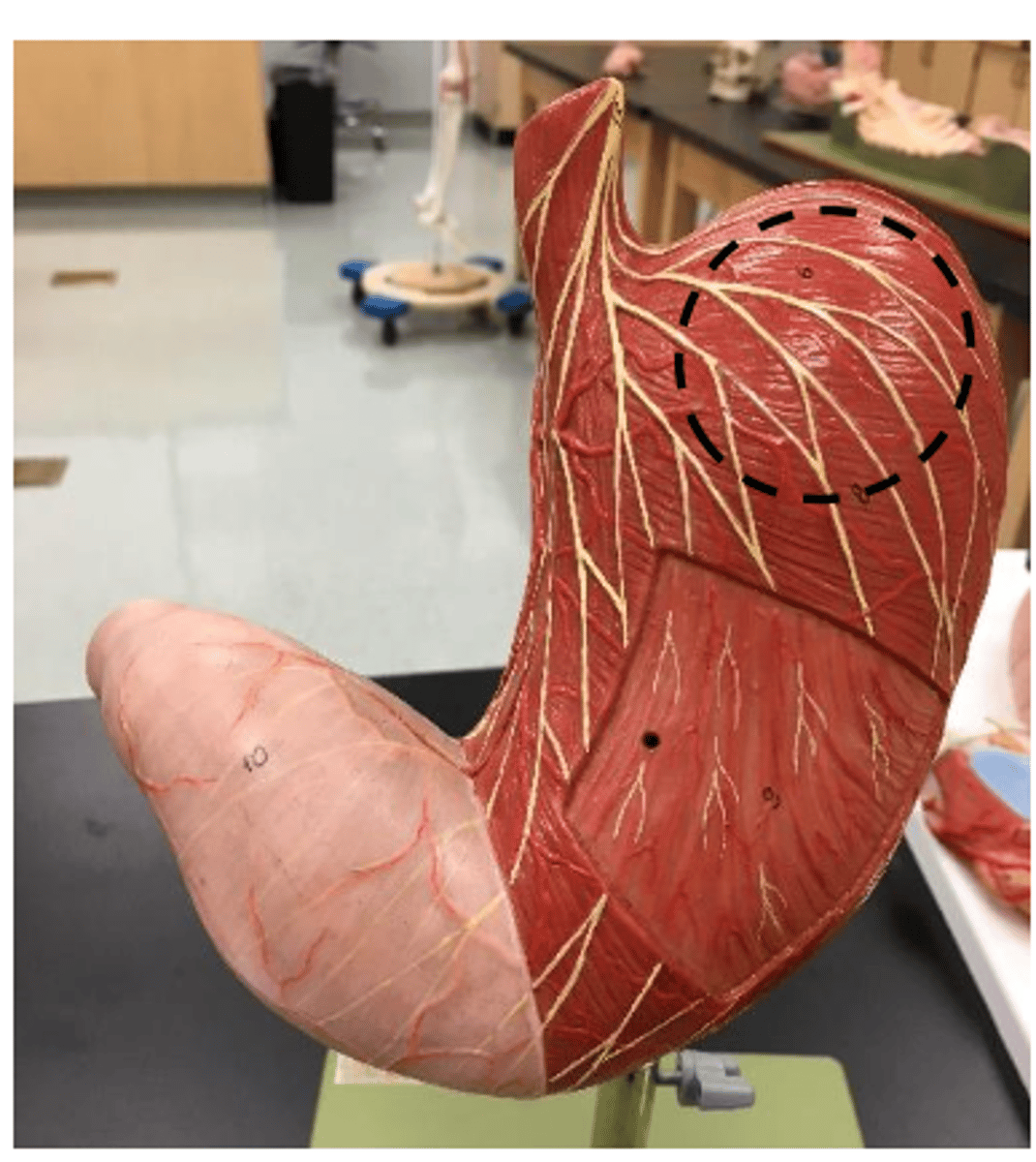 knowt flashcard image