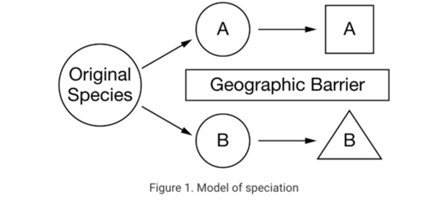 <p>A Natural selection acted on variation that was present in both populations A and B, and the lack of gene flow eventually led to the formation of two new species.</p>