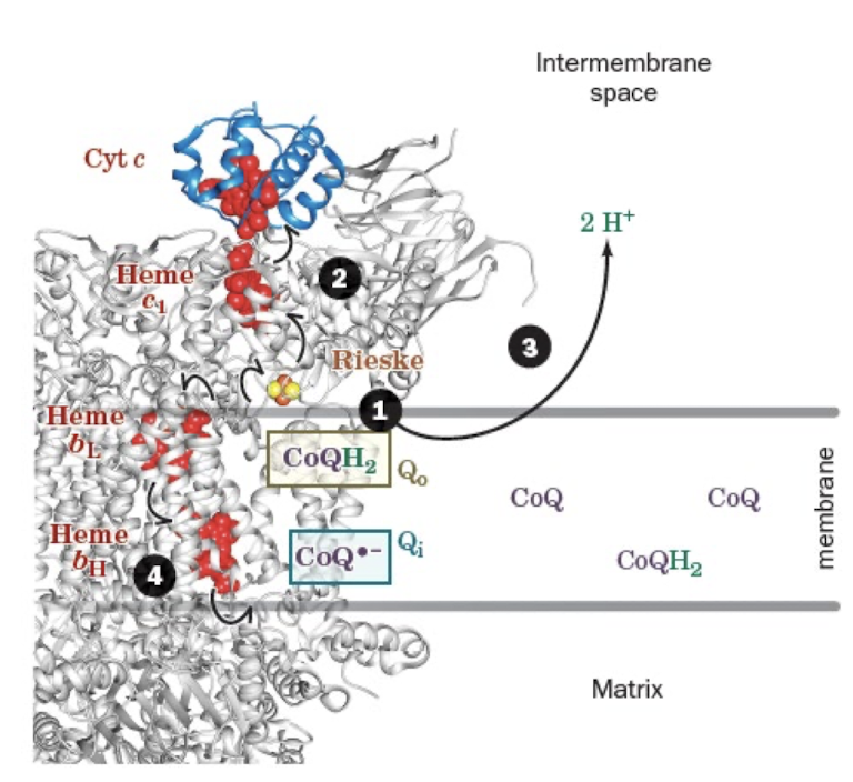 <p>2nd CoQH2 is oxidized/ Cyt c and CoQ•- reduced </p><ol><li><p>Reduced CoQH2 binds at the Qo site. </p></li><li><p>CoQH2 reduces the rieske cluster, and one e- is then passed through heme c1 to a cytochrome c. </p></li><li><p>Two protons are released into the IMS leaving a CoQ•- at Qo is then oxidized by passing an electron through heme bL and heme bH to reduce CoQ•- at Qi site. </p></li></ol><p></p>