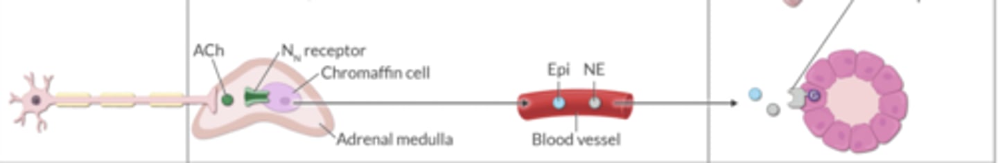 <p>epinephrine, norepinephrine</p>