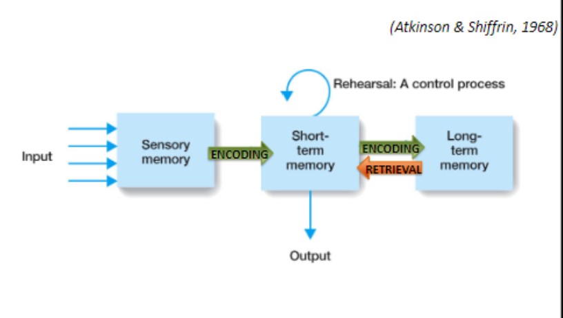 <p>atkinson &amp; shiffrin</p><p>size: sensory memory (huge), STM (4-9 items), LTM (infinite)</p><p>duration: sensory memory (brief), STM (few seconds), LTM (forever)</p>