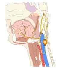 <p><span>Name this structure</span></p>