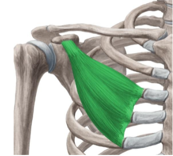 <p><span>Oorsprong: Rib 3 tot 5 nabij ribkraakbeen</span><span><br></span><span>Aanhechting: processus coracoideus</span><span><br></span><span>Functie: Beweegt schouderblad naar buiten</span><span><br></span><span>(abductie), naar onder en in</span><span><br></span><span>endorotatie</span><span><br></span><span>scapula thoracaal</span></p><p><span><br></span></p>