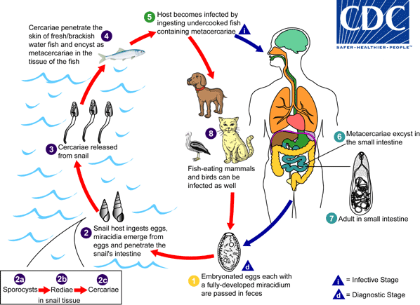<p>life cycle of?</p>