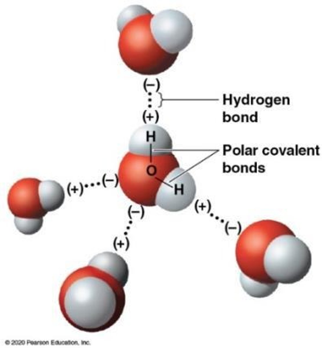 <p>Cohesive behavior, ability to moderate temperature, expansion upon freezing, and versatility as a solvent.</p>